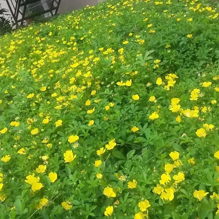 Lunesco Divino, D'amis Apartmán