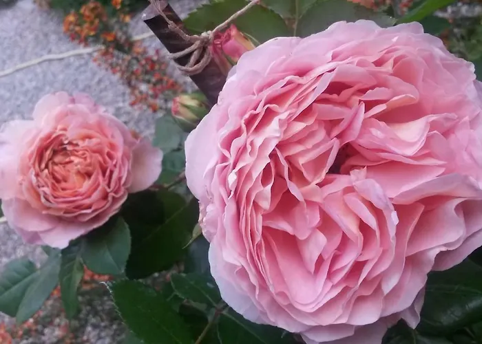 Lunesco Divino, D'amis *