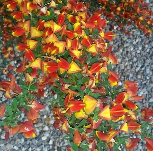 Lunesco Divino, D'amis 公寓 *