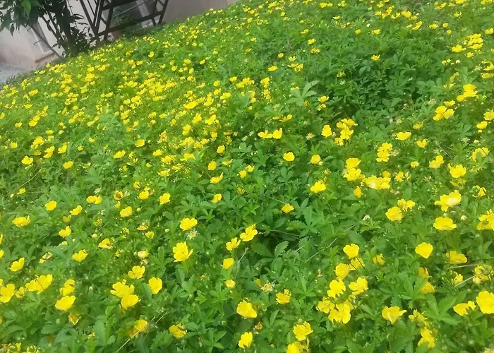 Lunesco Divino, D'amis 公寓